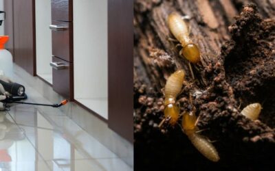 The Process of Professional Termite Inspections