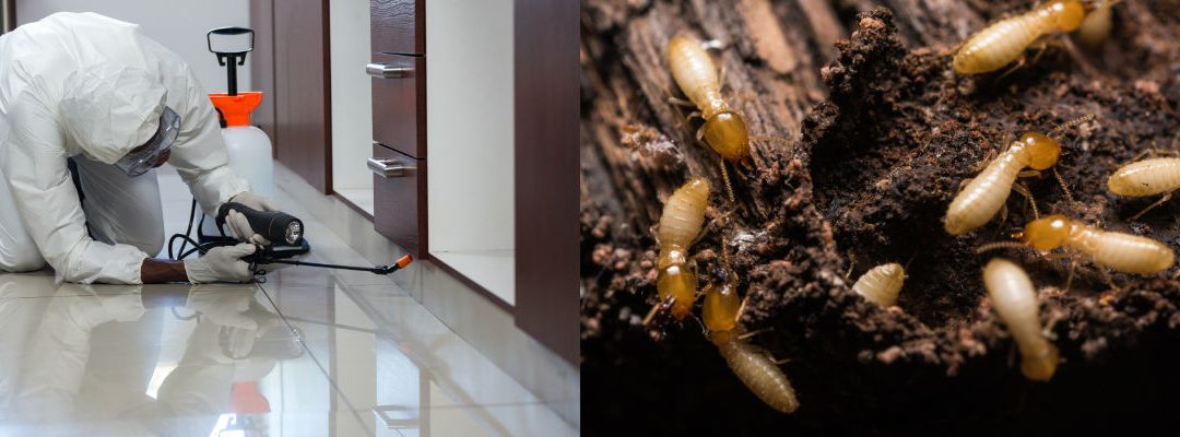 Professional Termite Inspection