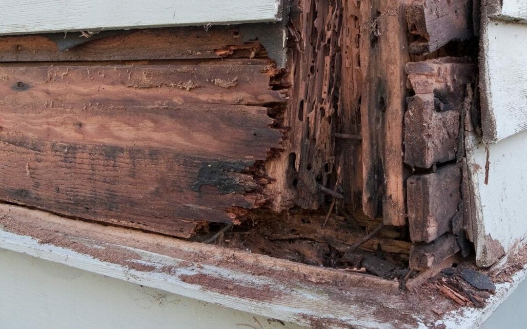 Wood Dry Rot and Termite Damage