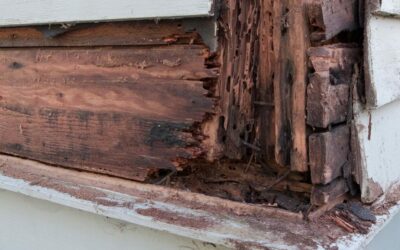 Understanding Wood Dry Rot and Termite Damage